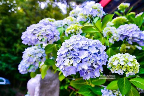 太宗台 繡球花|太宗寺繡球花季｜釜山影島區｜萬紫千紅，人多花更多的美麗風 